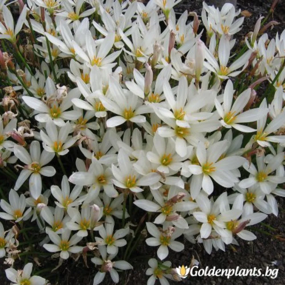 Зефирантес, Дъждовна лилия · за зелен двор