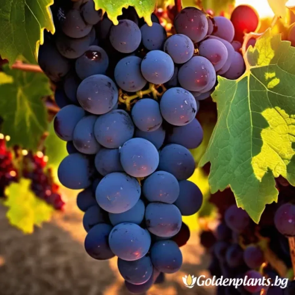 Лоза сорт Каберне Фран /cabernet franc/- Средно късно зреещ · лоза за собствен грозд