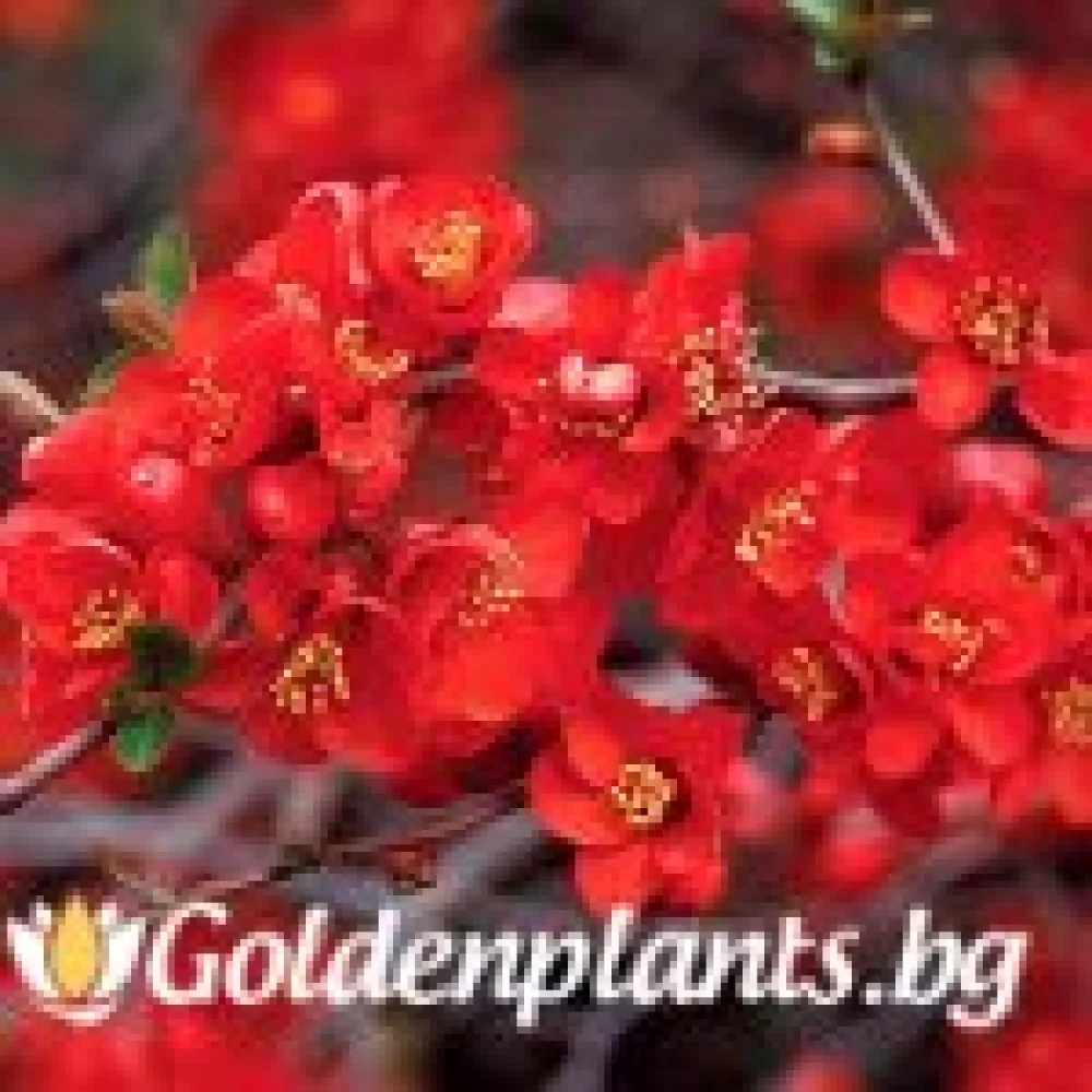 Японска дюля Crimson and Gold · за зелен двор