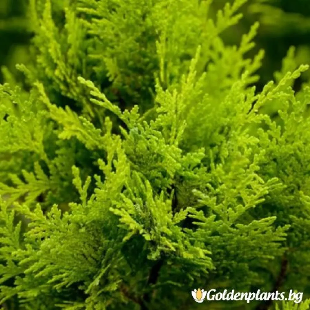 Лъжекипарис Ellwood and ’s Gold · за зелен двор