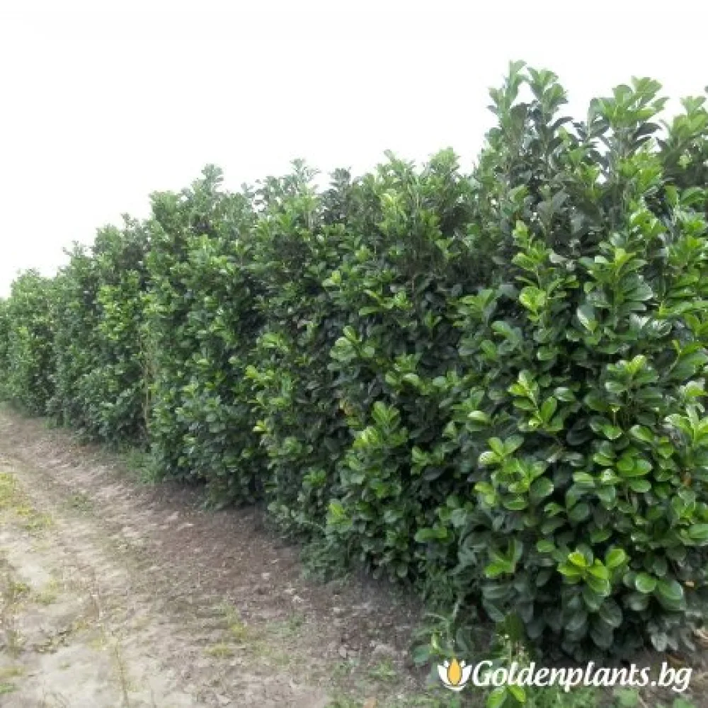 Лавровишна Етна · за плътен жив плет