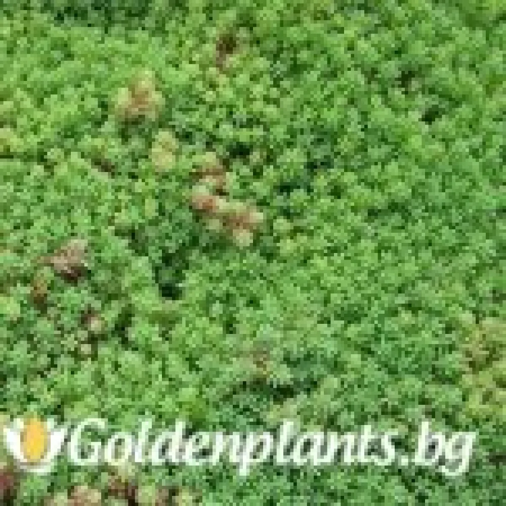 Седум green carpet зелен · растение за двора
