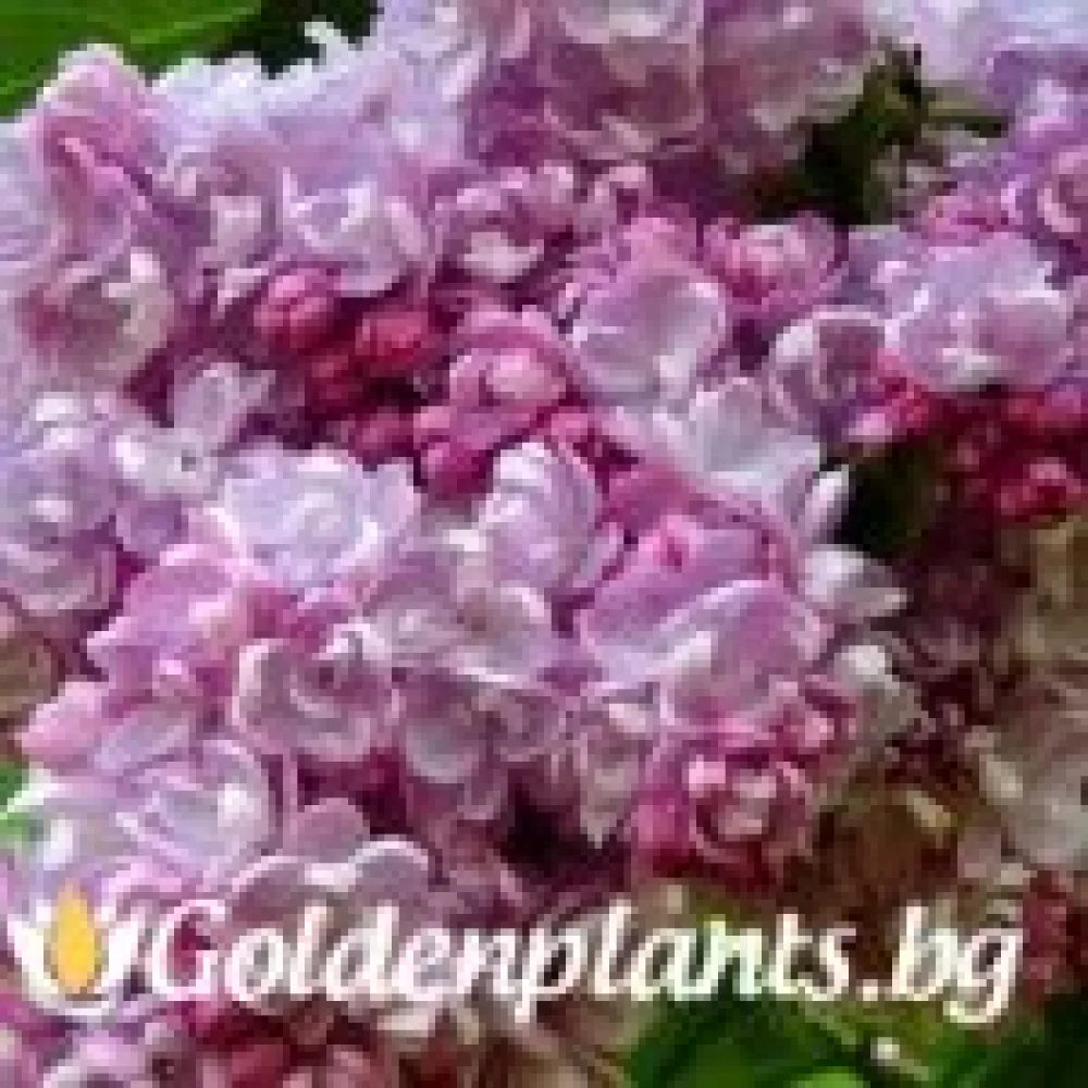 Люляк от сорта Колхозница