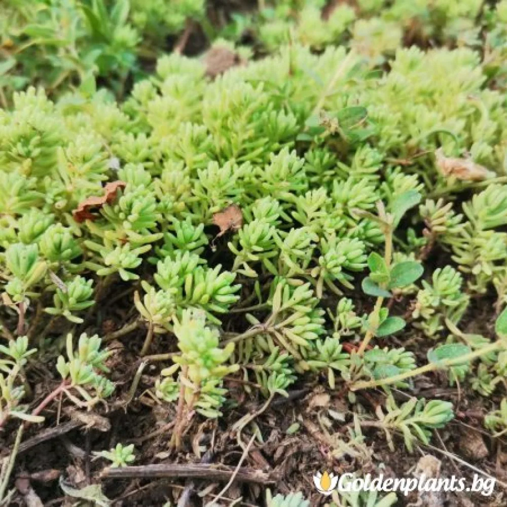 Седум green carpet зелен · растение за двора