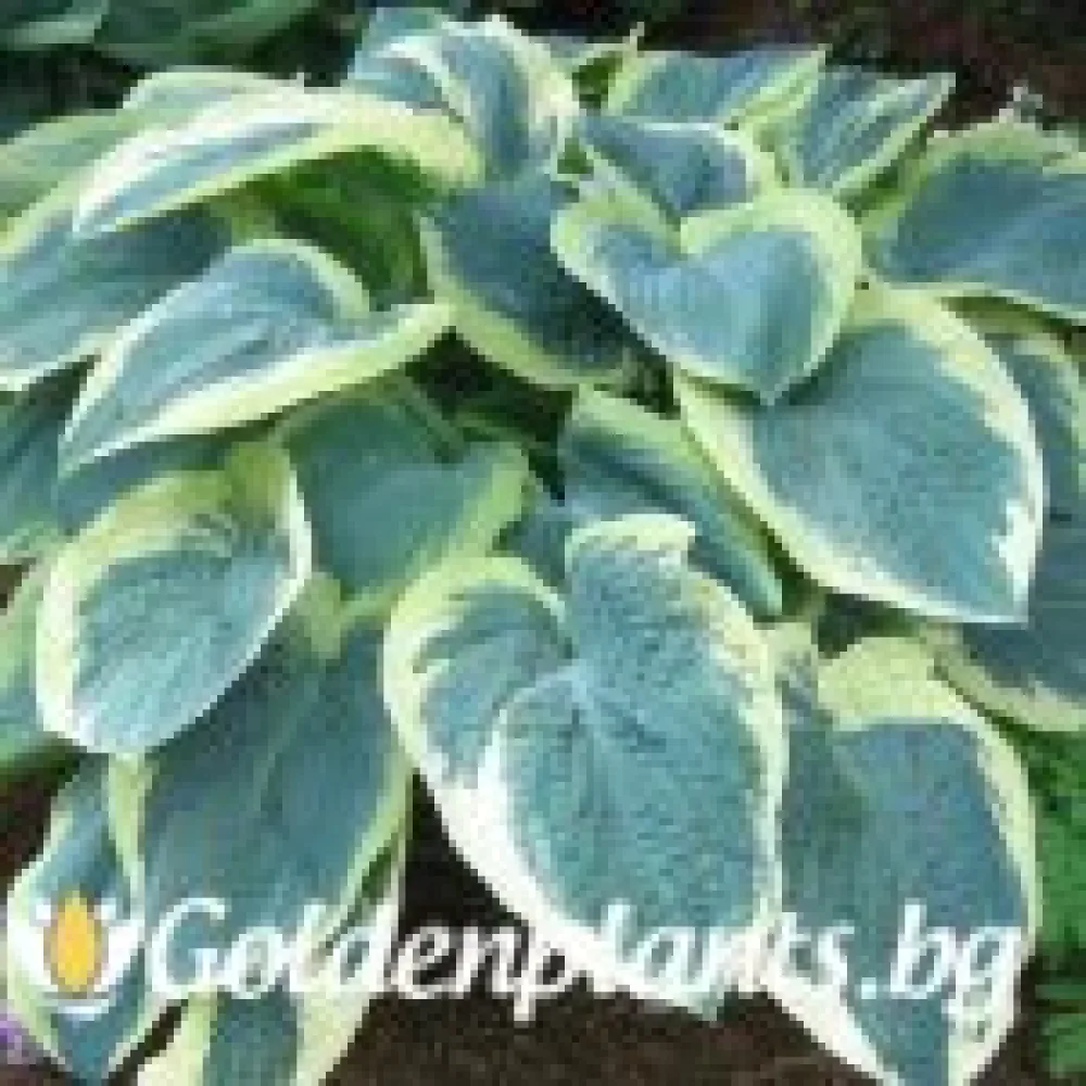 Хоста ‘Американска’