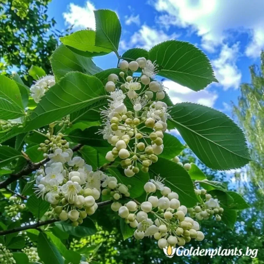 Офика Бяла 120см · за зелен двор