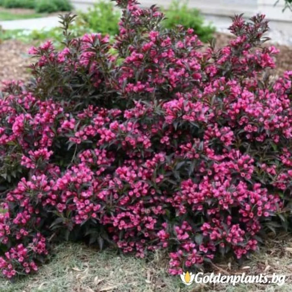 Вайгела florida Purpurea · за зелен двор