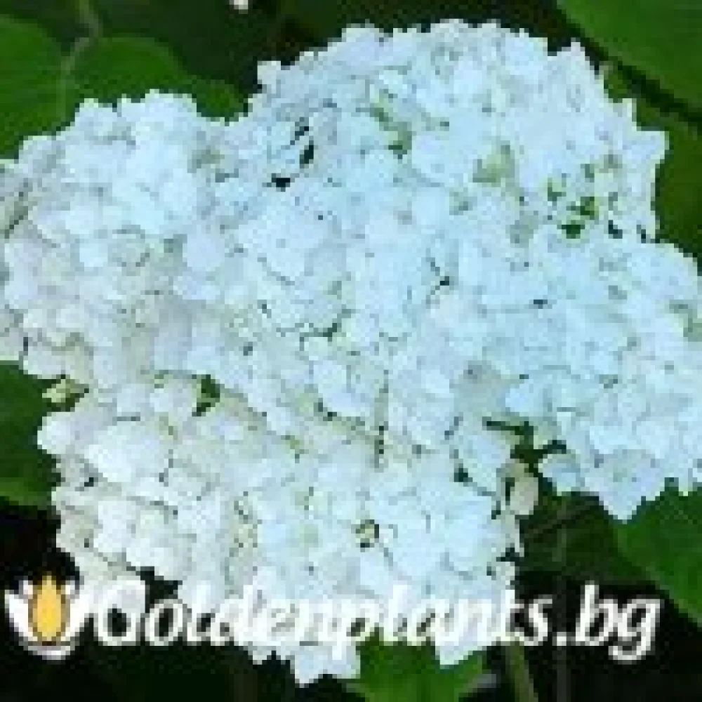 Хортензия бяла · за зелен двор