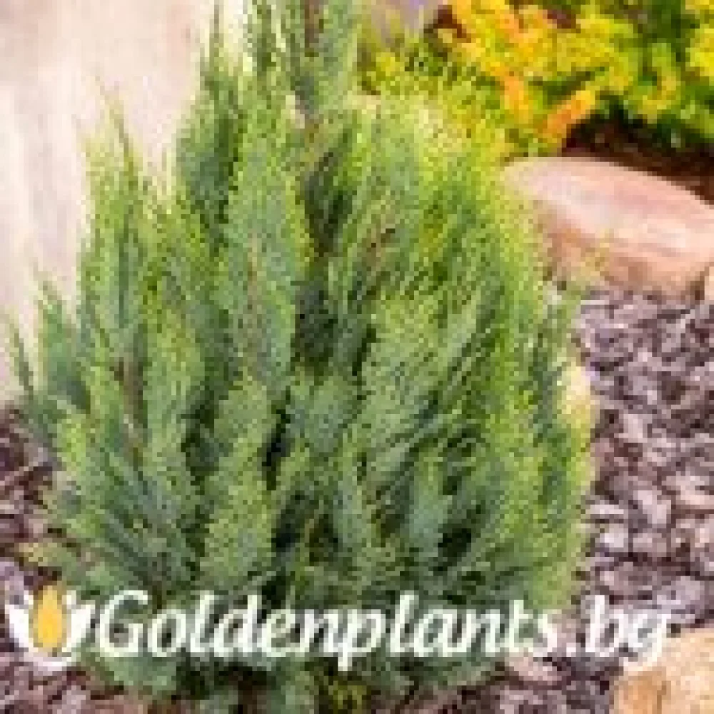 Лъжекипарис Ellwood and ’s Gold · за зелен двор
