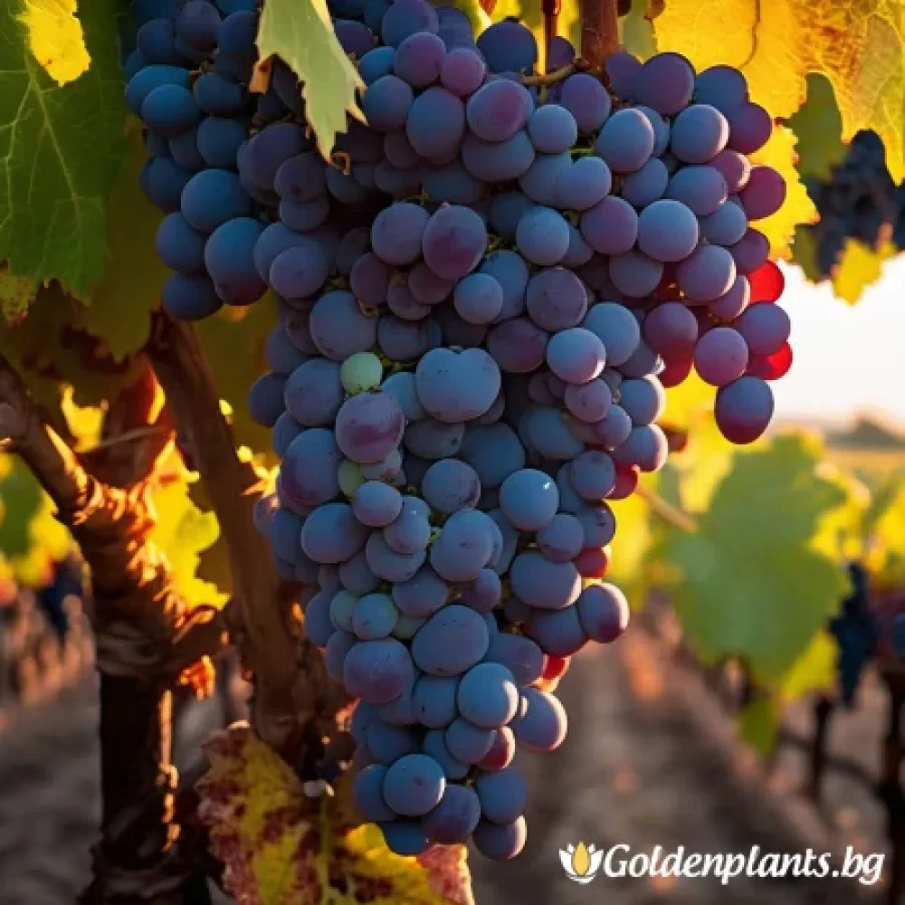 Лоза сорт Каберне Фран /cabernet franc/- Средно късно зреещ · лоза за собствен грозд