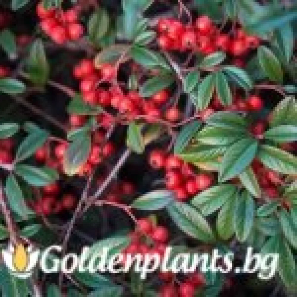 Котонеастър Salicifolia · за плътен жив плет