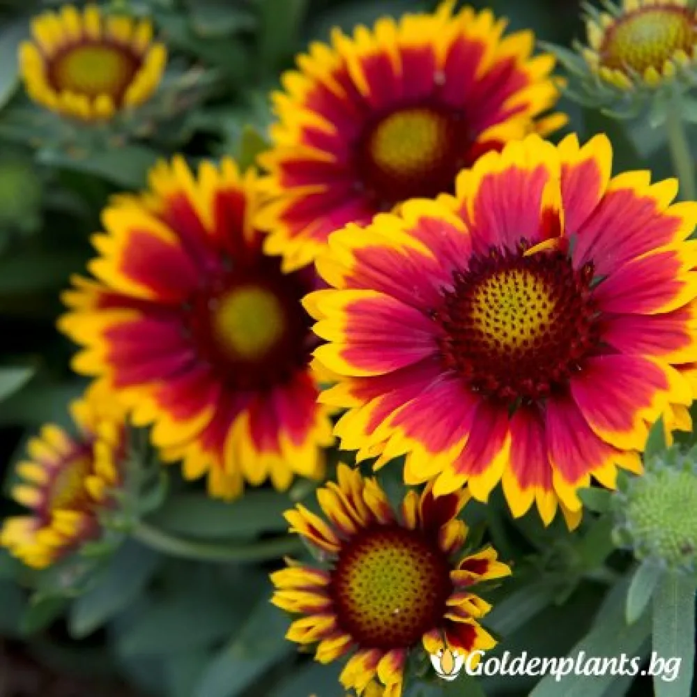 Гайлардия оранжева / Gaillardia · за цветни лехи