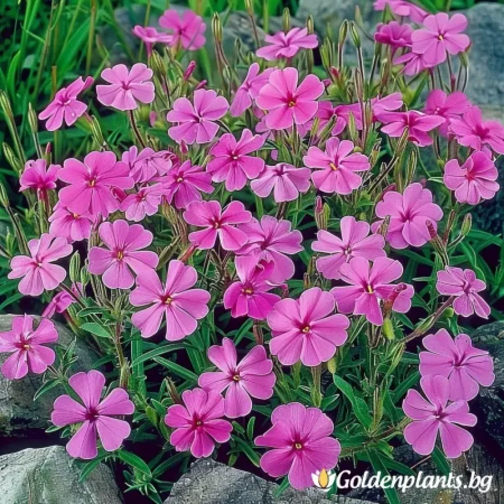 Самсон · флокс