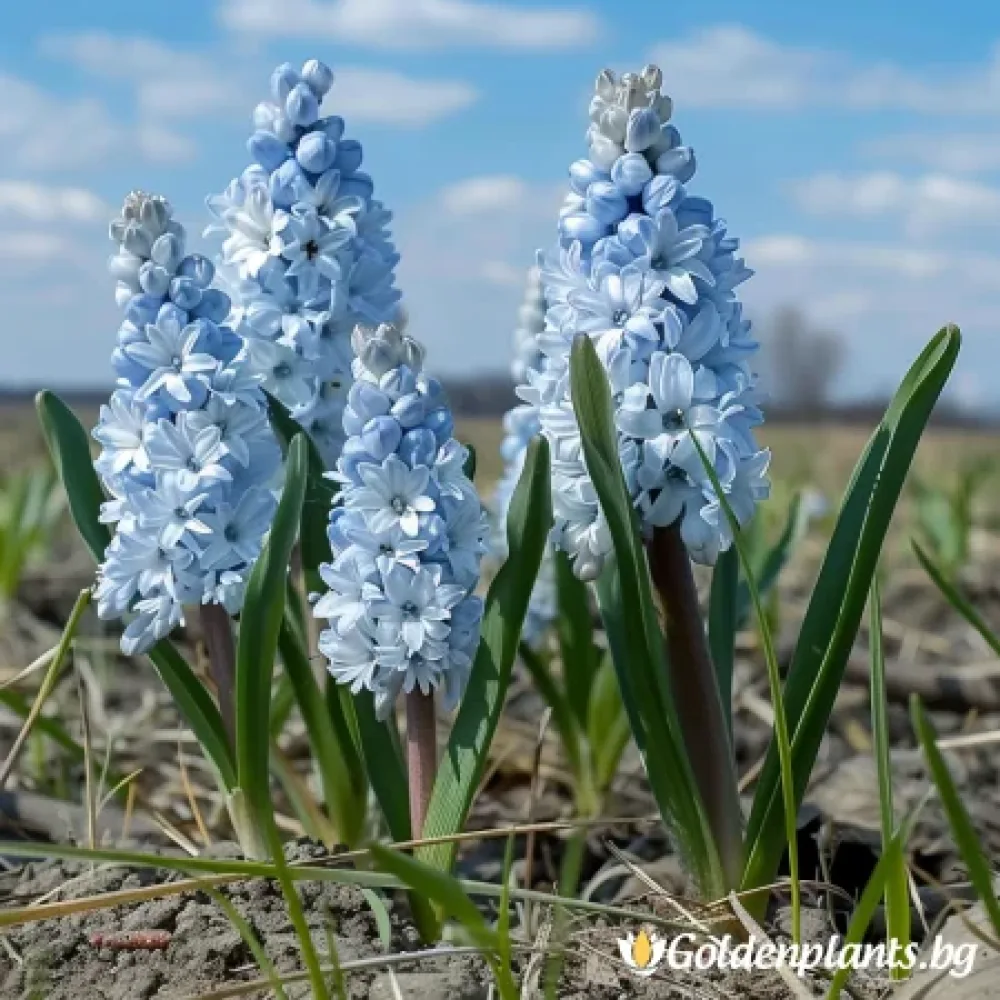 Ливанска Пушкиния · растение за двора