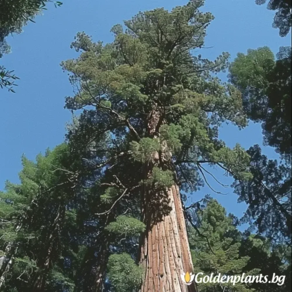 Калифорнийска Секвоя · за зелен двор