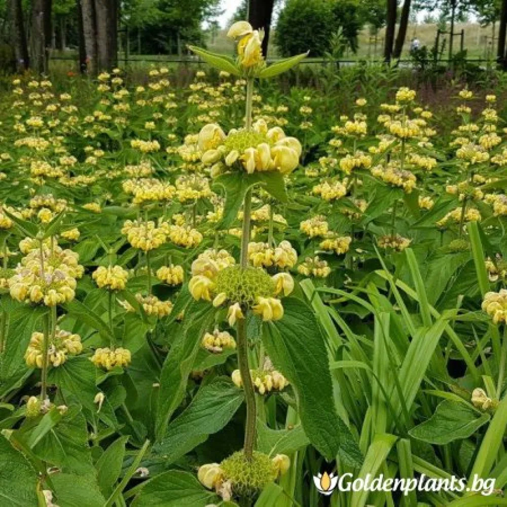 Руселиана · фломис