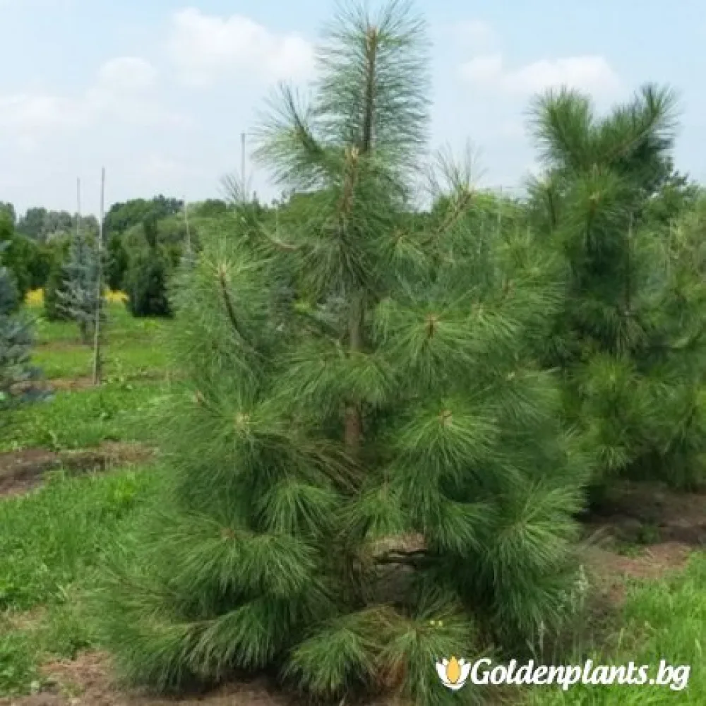 Жълт бор · за зелен двор