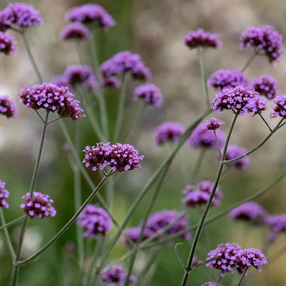 Verbena ‘Вербена Бонариензис’