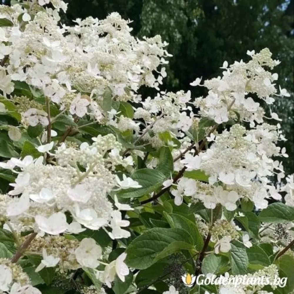 Хортензия ‘Октомврийска булка’