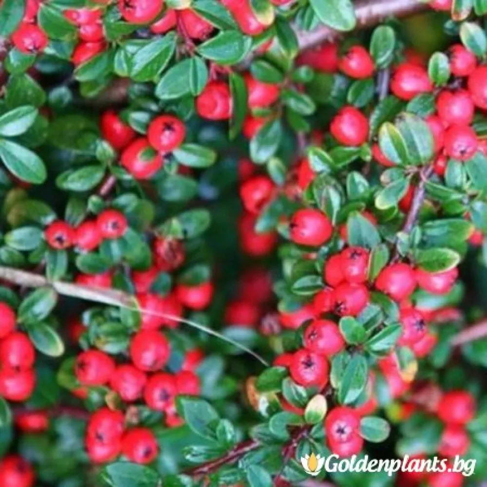 Дамери Майор · котонеастър