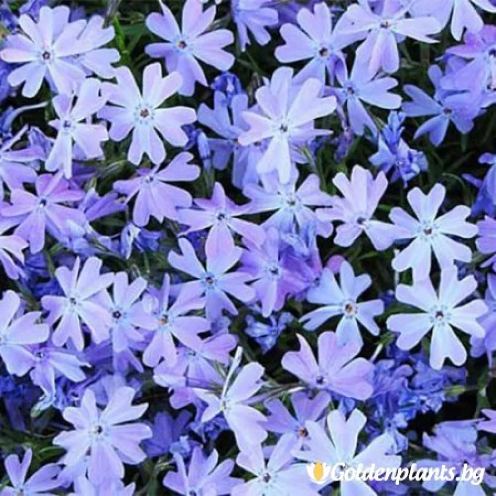 Алпийски флокс светло син · растение за двора