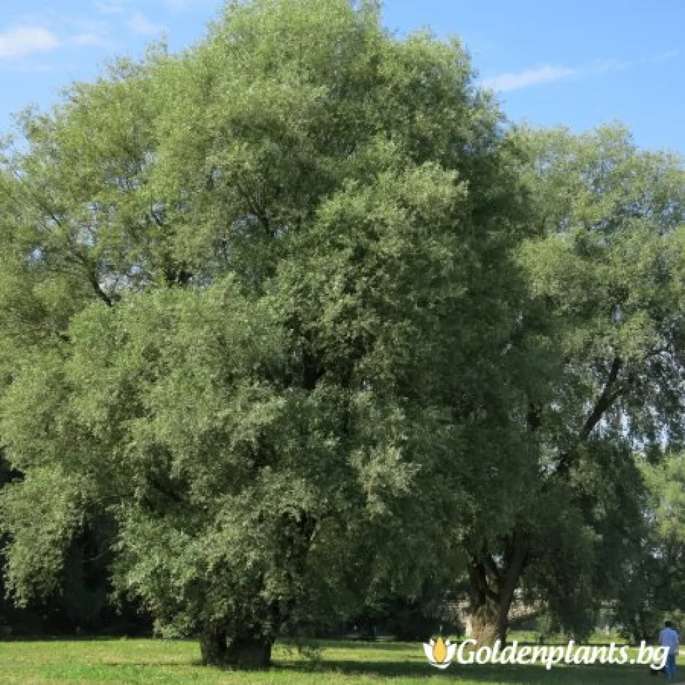 Обикновена Бяла Върба 50-60 см · за зелен двор