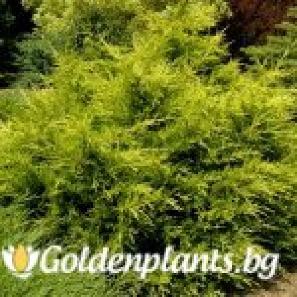 Юниперус Kuriwao Gold · растение за двора
