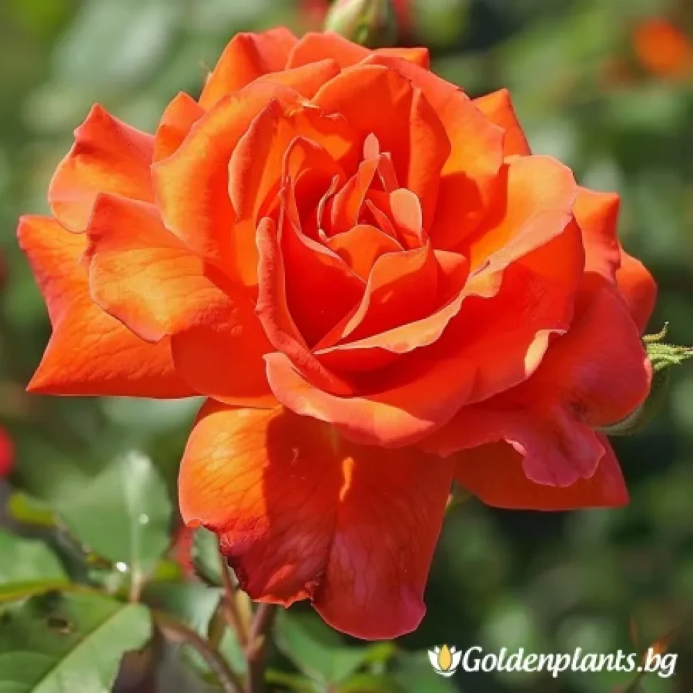 Роза от сорта Вечерен Копнеж · доставка с гол корен