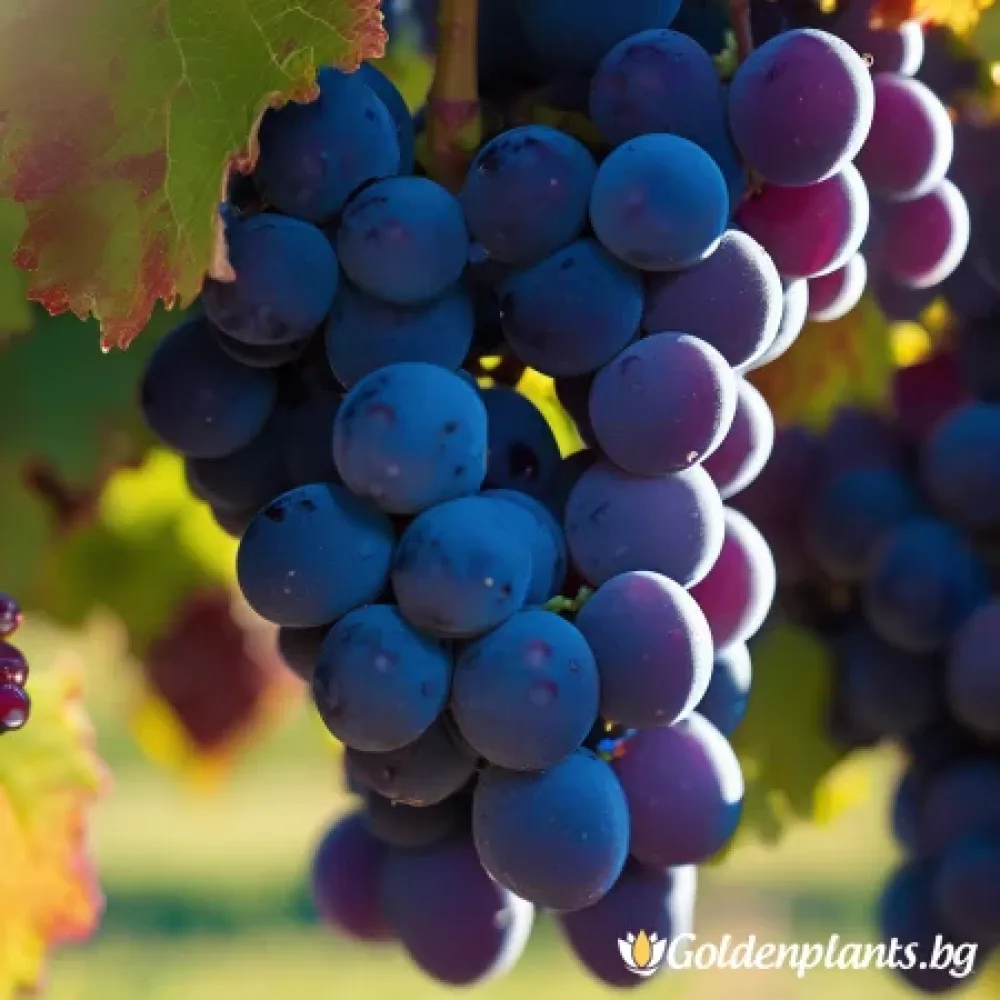 Лоза сорт Сира /Syrah/- ранно зреещ · лоза за собствен грозд