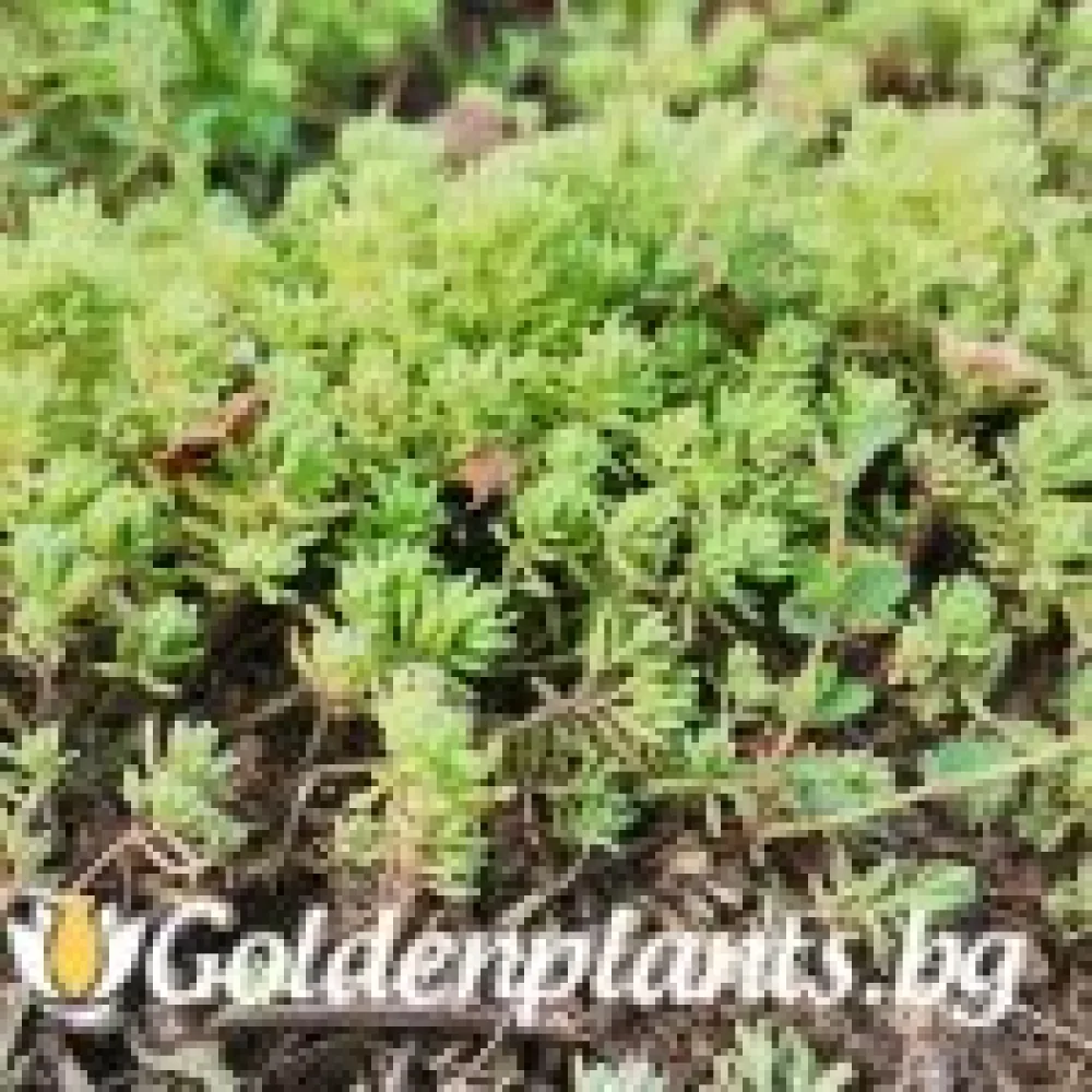 Седум green carpet зелен · растение за двора