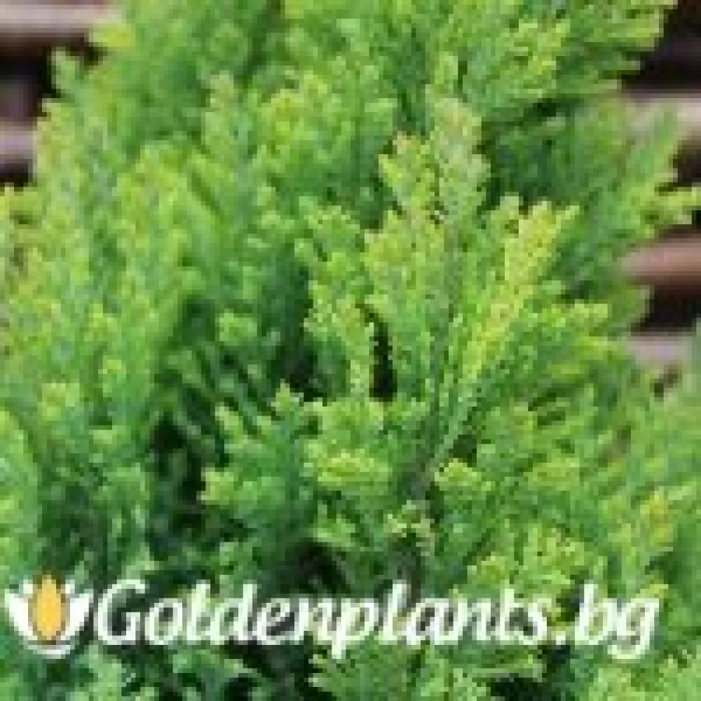 Лъжекипарис Ellwood and ’s Gold · за зелен двор