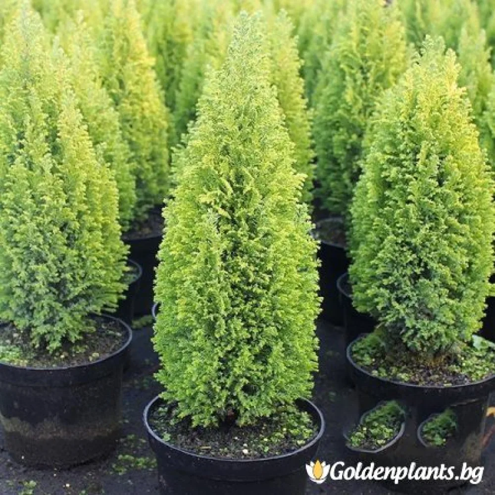 Лъжекипарис Ellwood and ’s Gold · за зелен двор