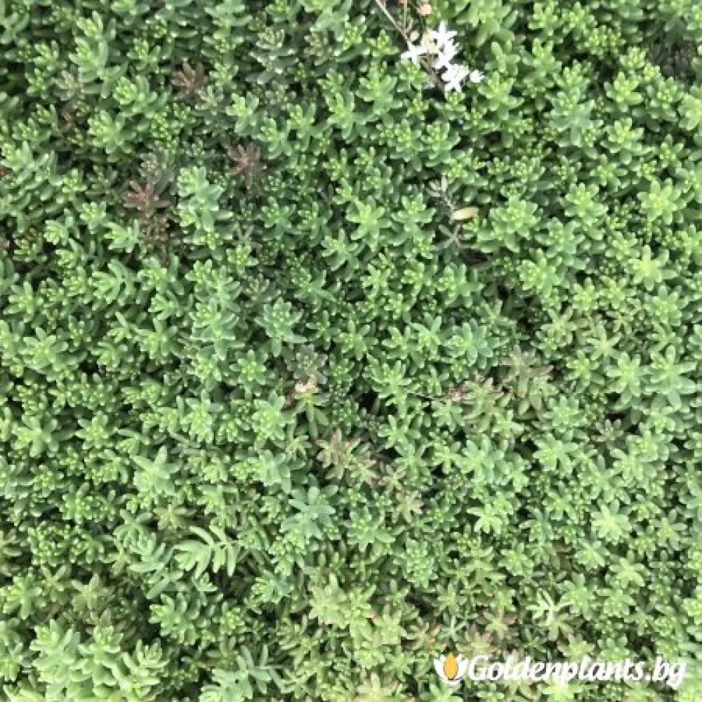 Седум green carpet зелен · растение за двора