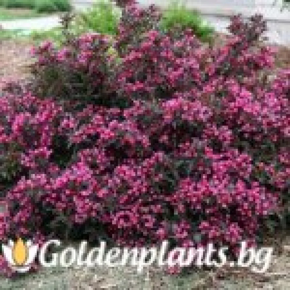 Вайгела florida Purpurea · за зелен двор