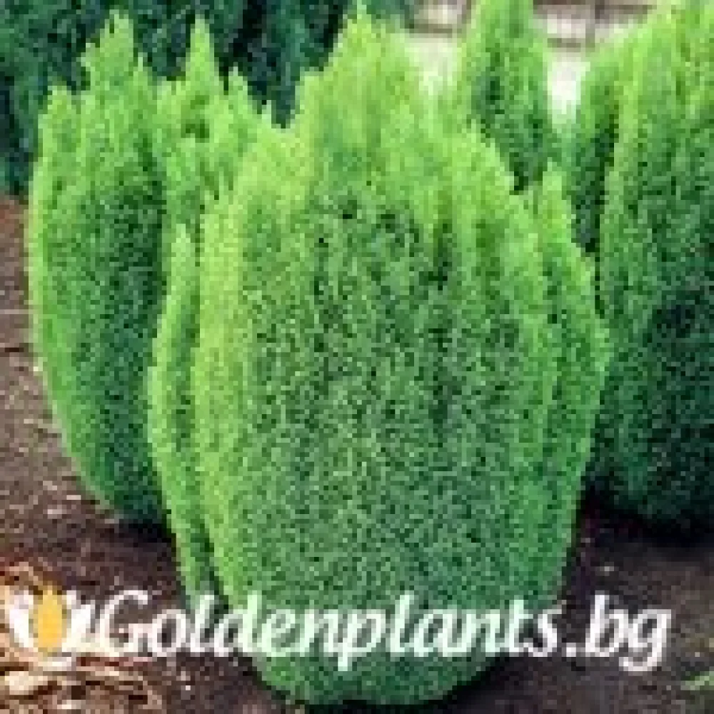 Лъжекипарис Ellwood and ’s Gold · за зелен двор