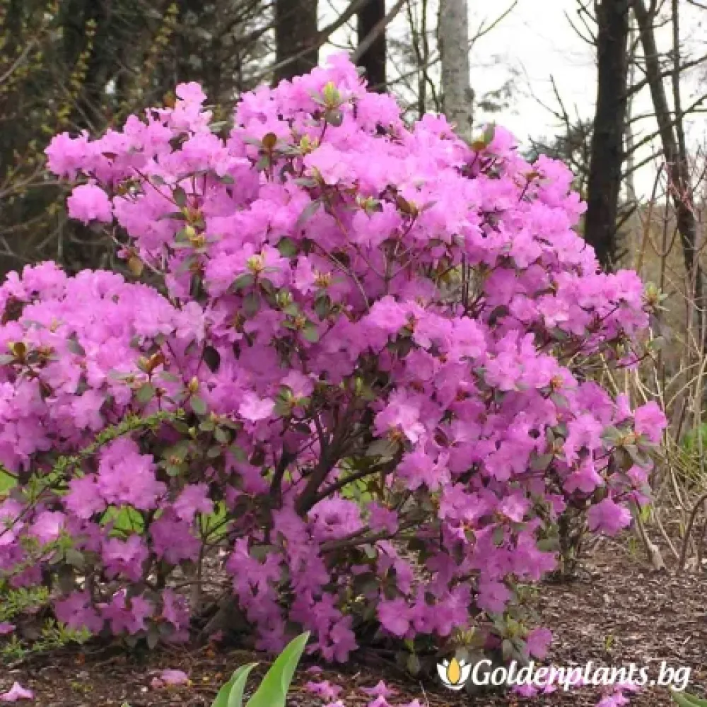 Рододендрон от сорта П.Ж.М Елит