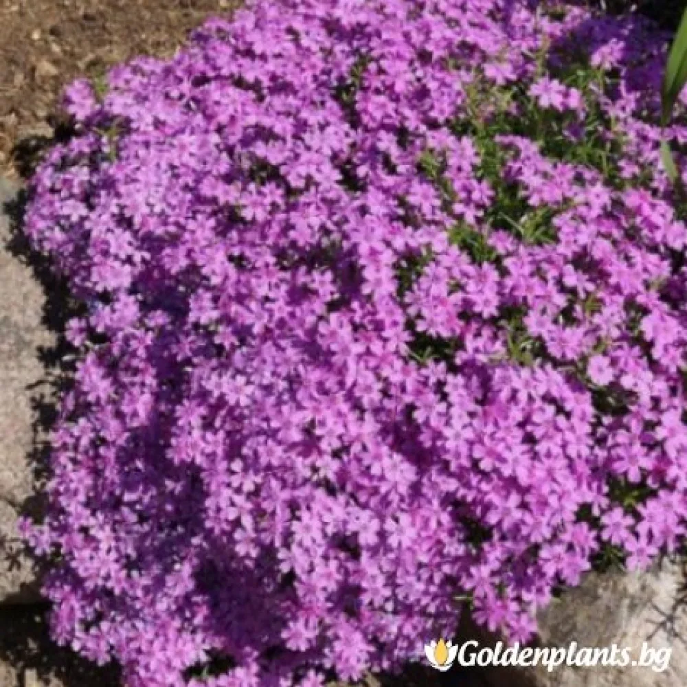 Алпийски Флокс Purple Beauty · растение за двора