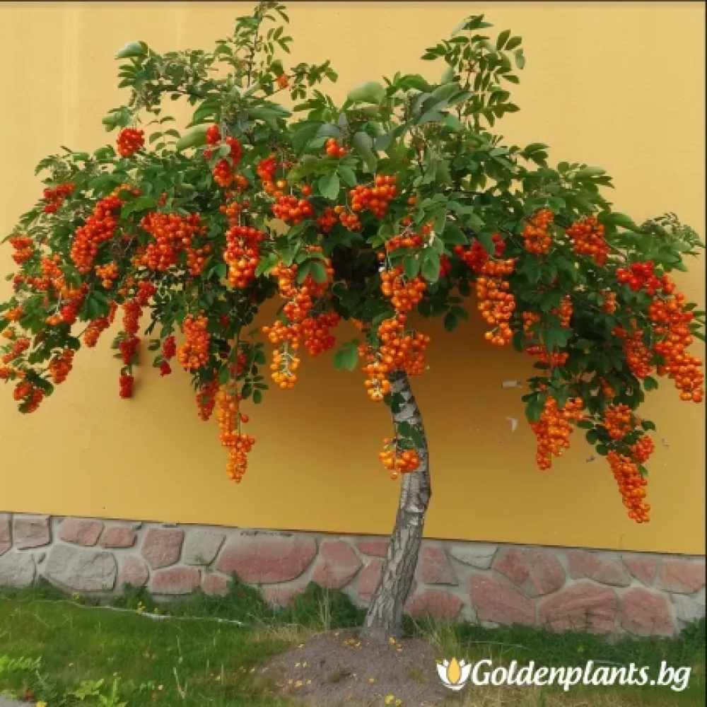 Плачеща Офика 140см · за зелен двор
