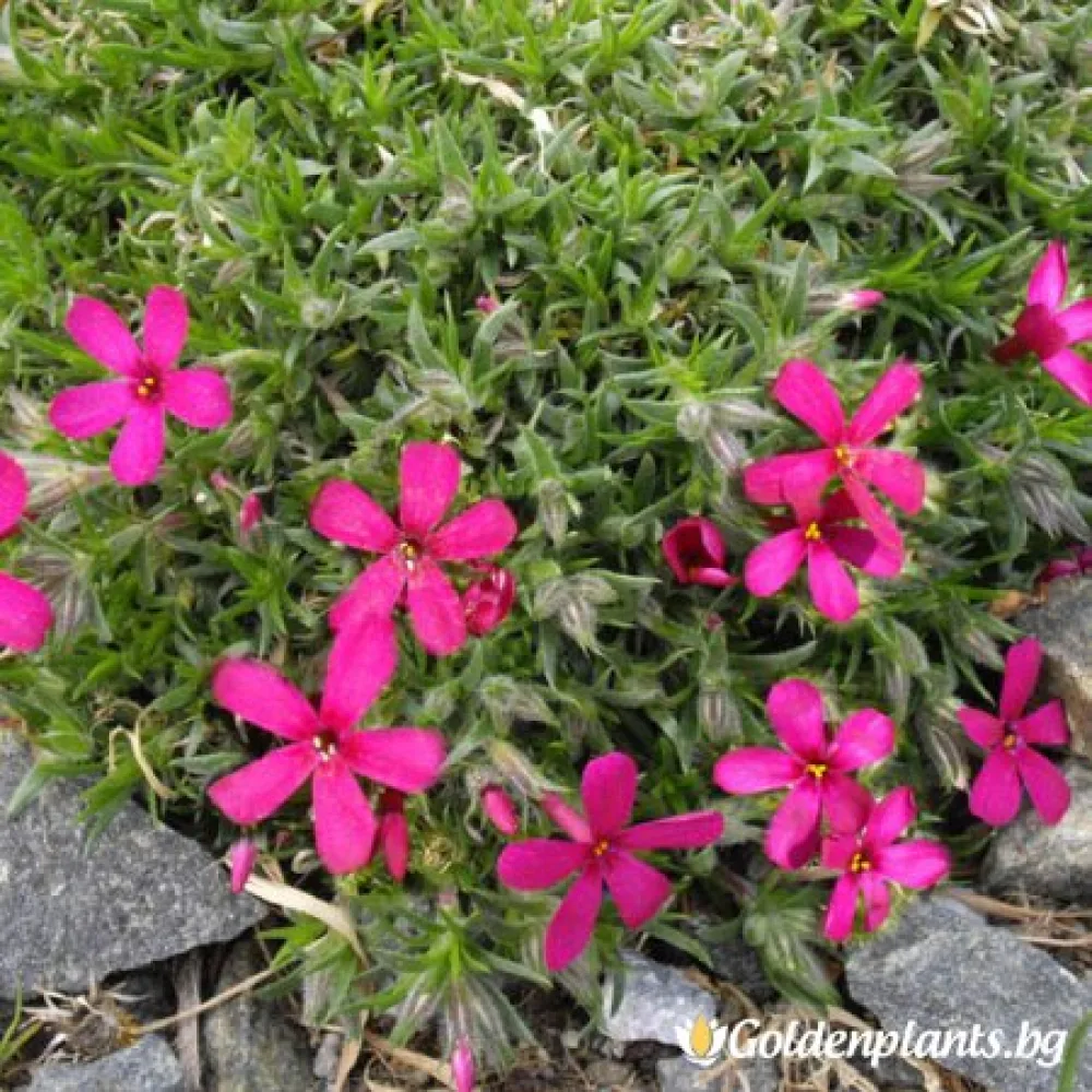 Алпийски Флокс Цикламено червен / Phlox (D) Ochsenblut · растение за двора
