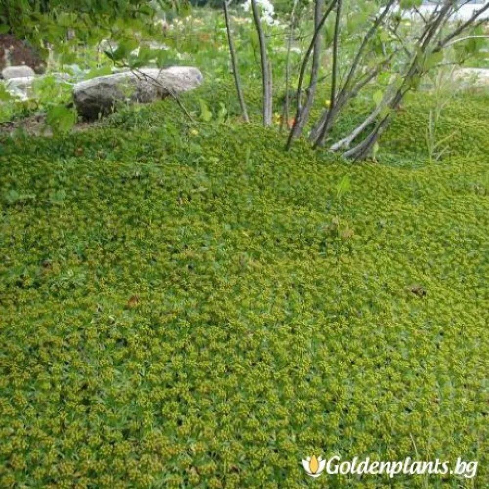 Азорела · растение за двора