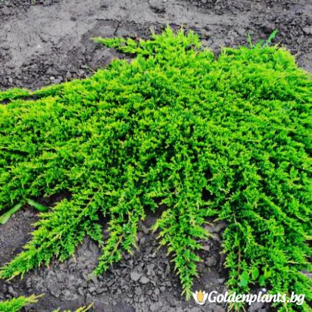 Хвойна Принца на Уелс · за зелен двор