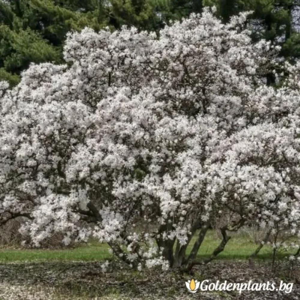 Магнолия от сорта Уотърфлай