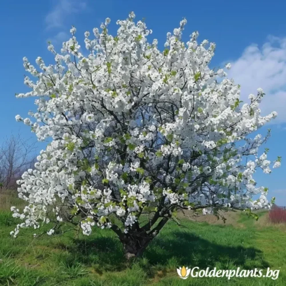 Японска вишна ‘Ямадей’
