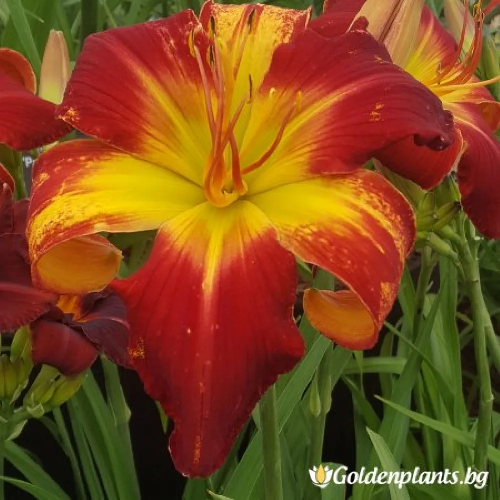 Хемерокалис /Hemerocallis · за цветни лехи