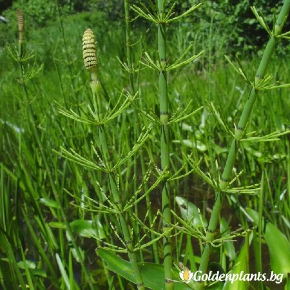 Воден Хвощ · за цветни лехи