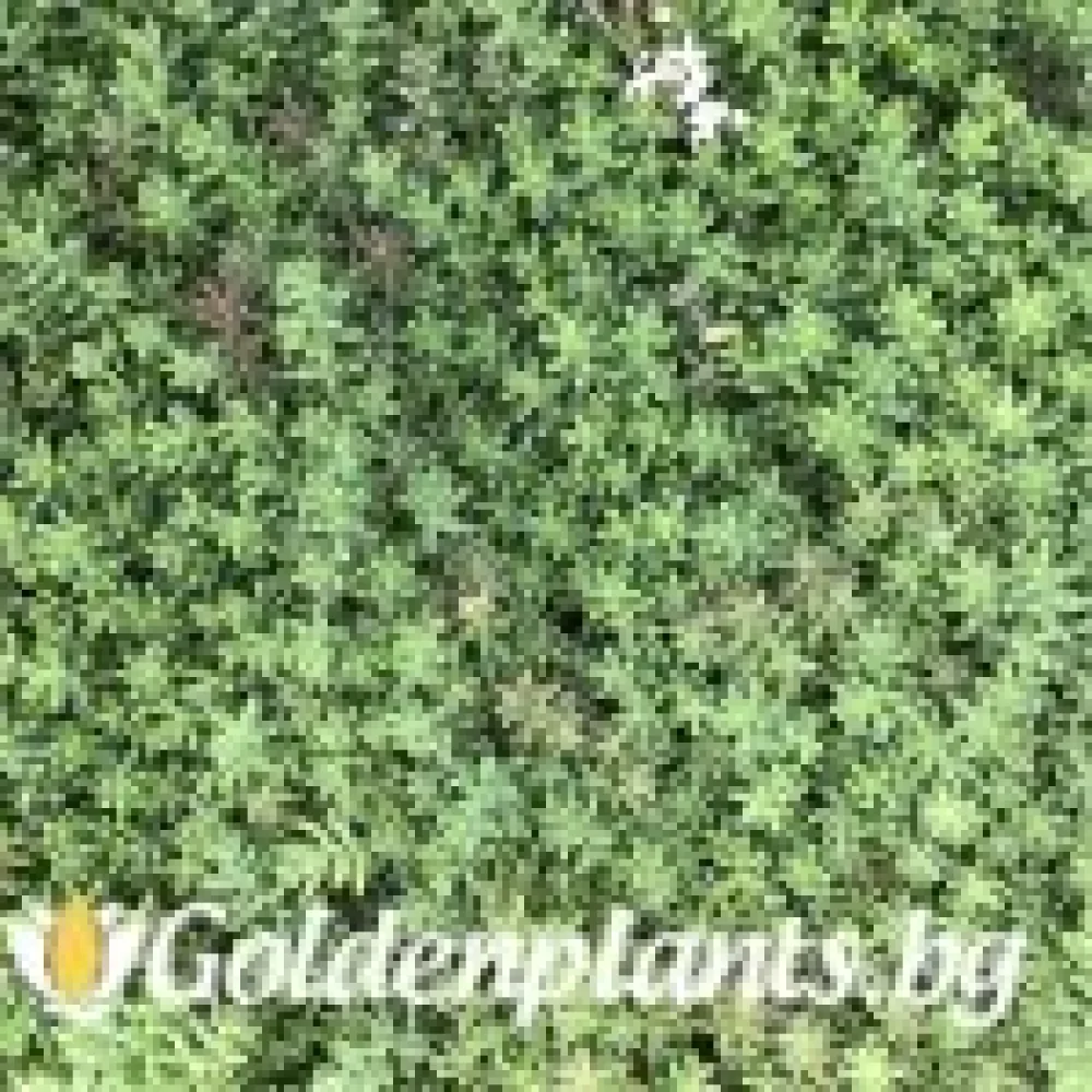 Седум green carpet зелен · растение за двора