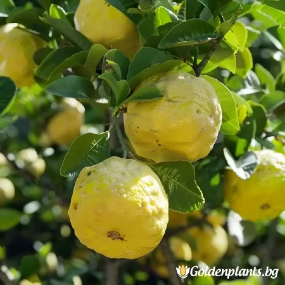 Див от сорта Лимон