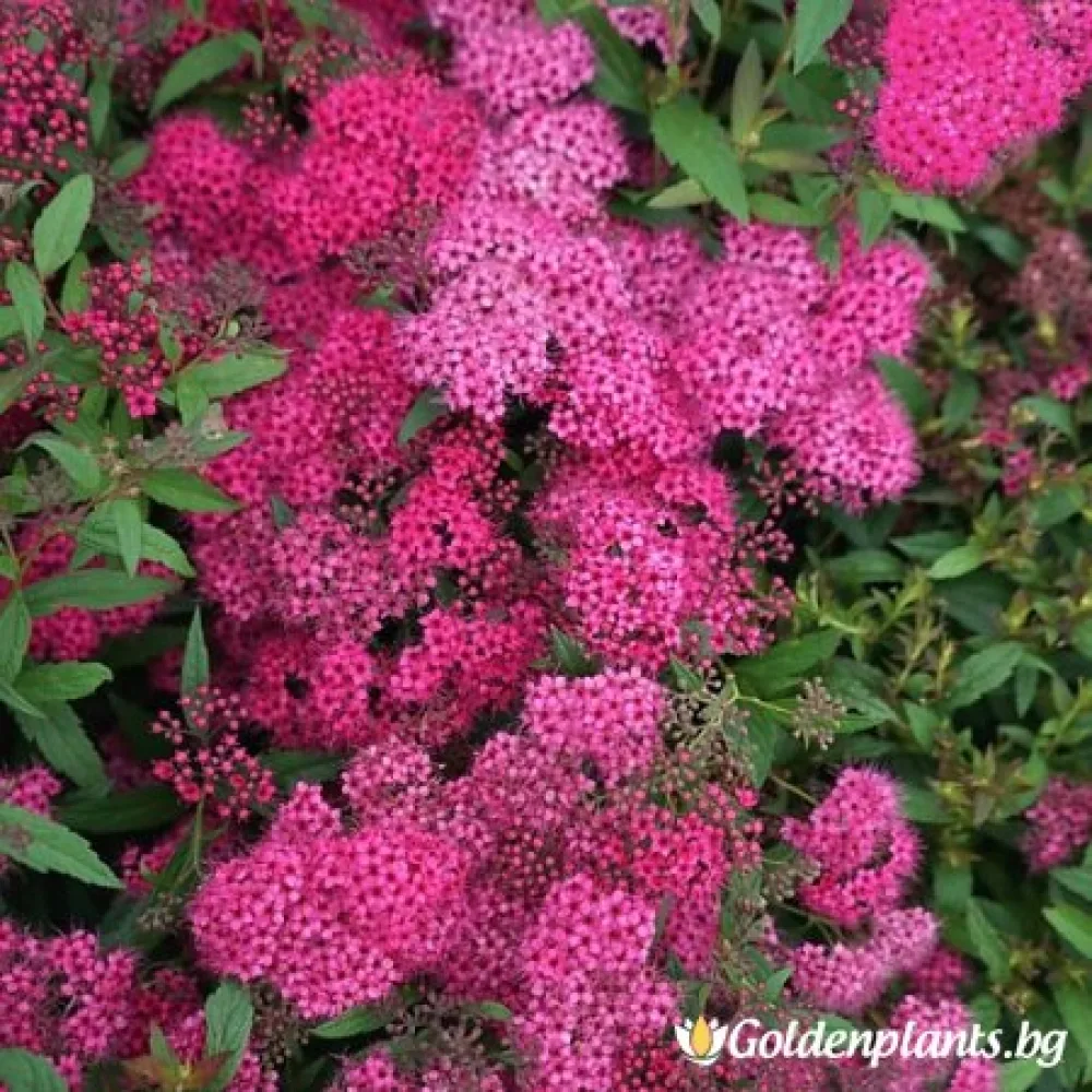 Японика Дартс ред · спирея