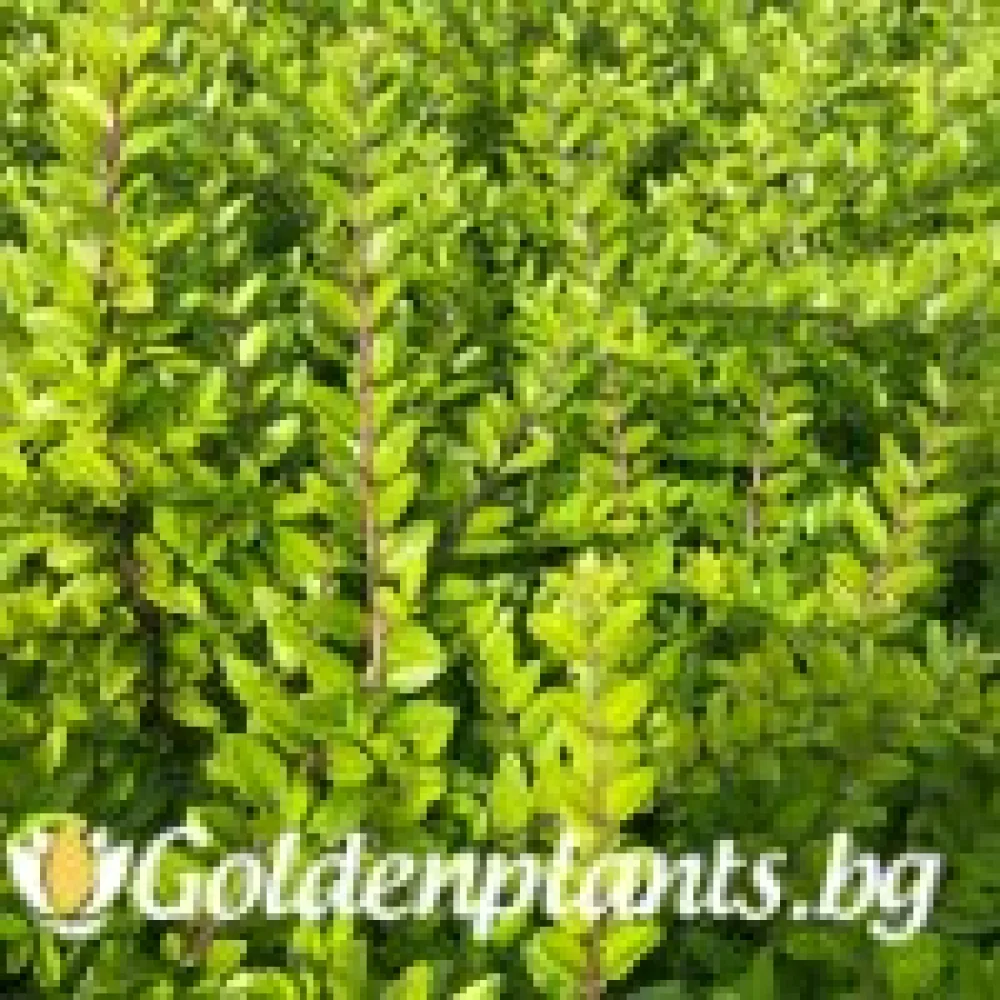 Лоницера нитида ‘Мейгрин’