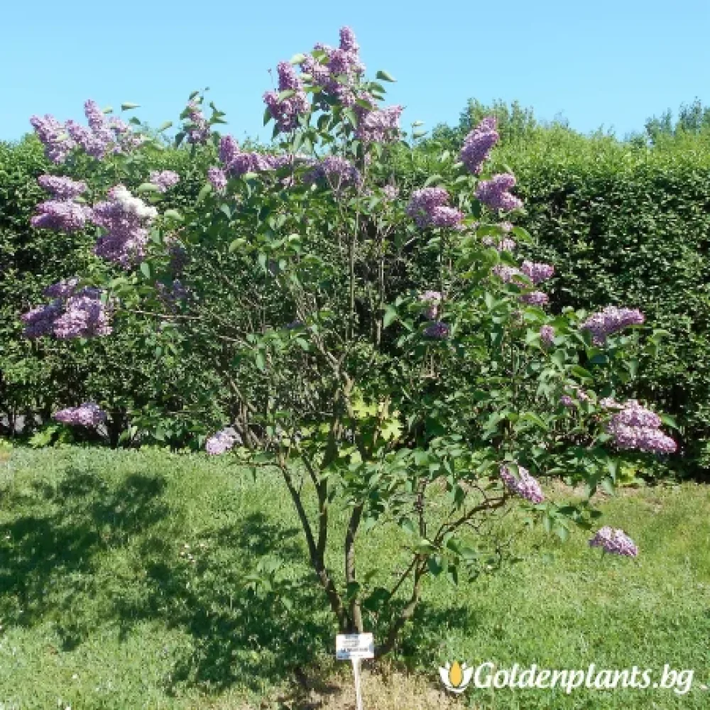 Люляк от сорта Усещане